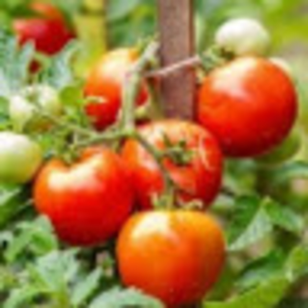 Meet your Posher, Crazy